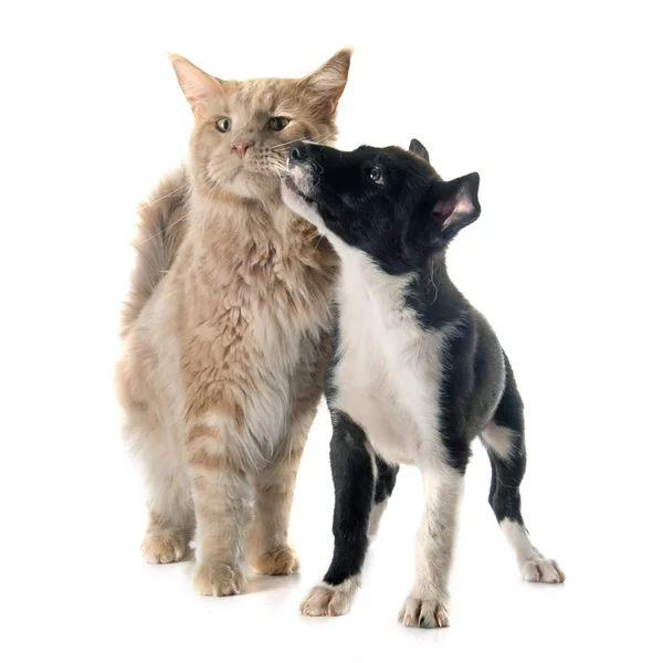 Szczeniak rasy border collie i maine coon — Zdjęcie stockowe