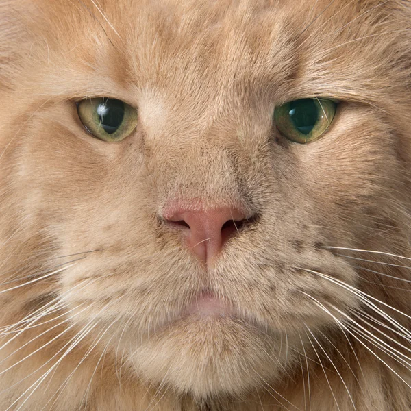 Maine coon cat — Stock Photo, Image