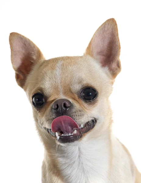 Cachorro Chihuahua — Foto de Stock