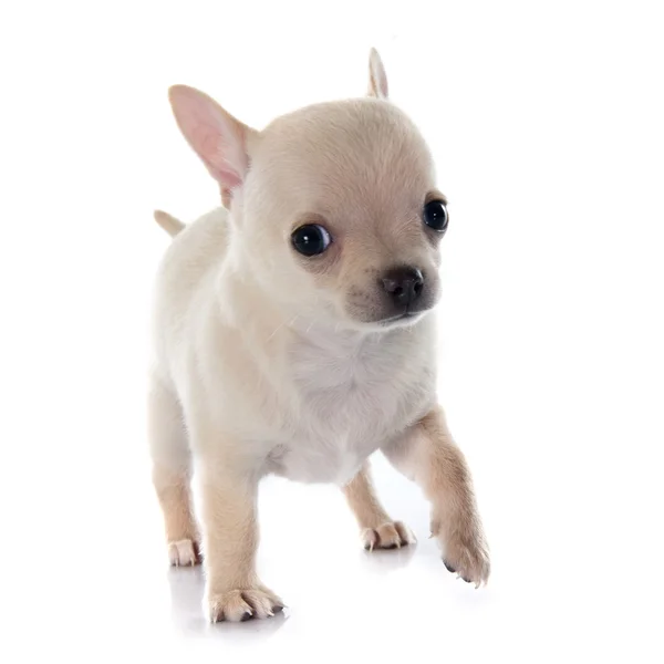 Welpen-Chihuahua — Stockfoto