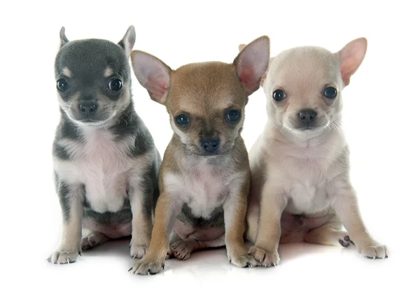 Puppies chihuahua — Stock Photo, Image