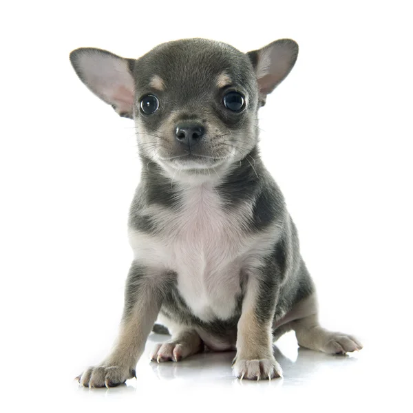 Puppy chihuahua — Stock Photo, Image