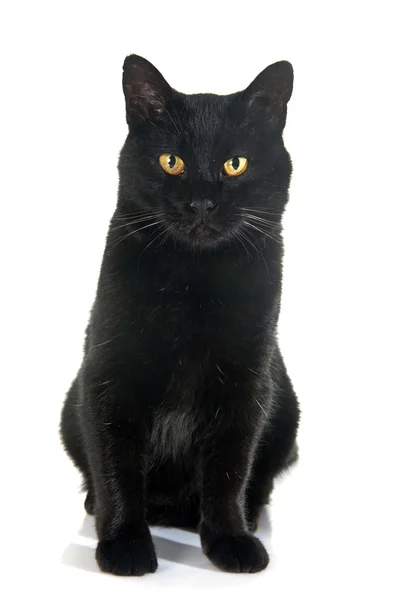 黒い猫 — ストック写真