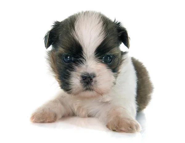 Puppy-shitzu — Stockfoto