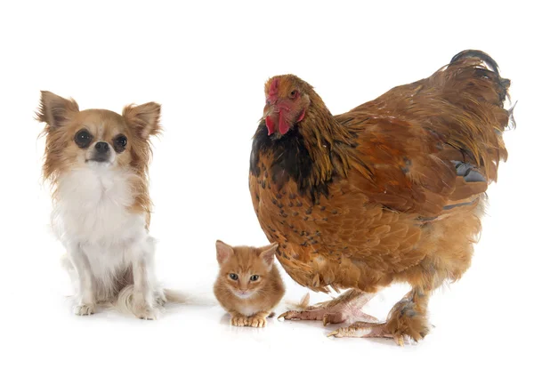 Brahma chicken, chihuahua and kitten — Stockfoto