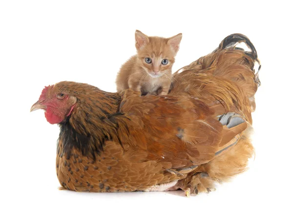 Brahma pollo e gattino — Foto Stock
