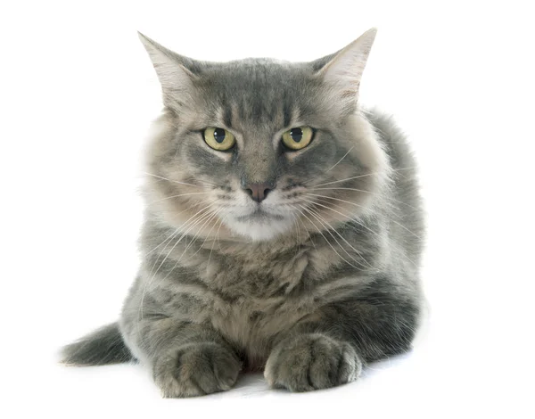 Adult cat — Stock Photo, Image