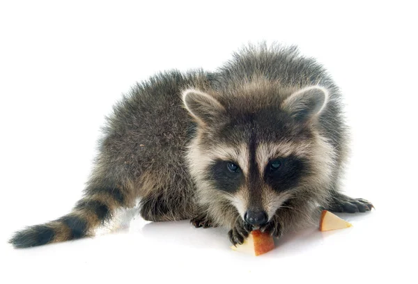 Young raccoon eating apple — Stok fotoğraf