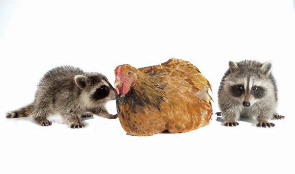 Young raccoon and chicken — Stockfoto