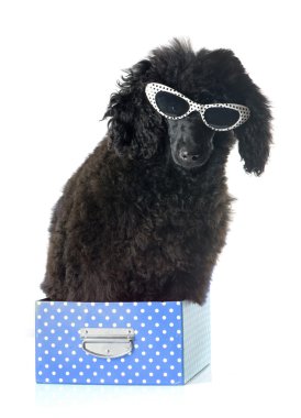 kaniş köpek yavrusu