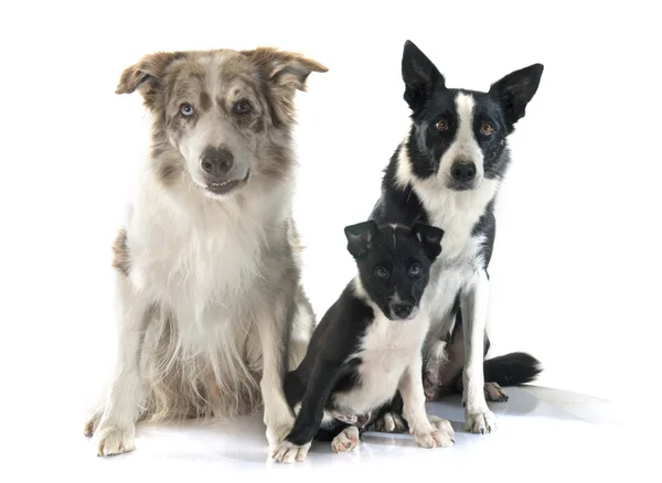 Famaily Bordercollie — Stockfoto