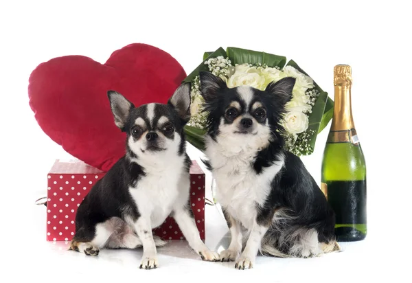 Saint Valentine's Day and chihuahua — Stock Photo, Image