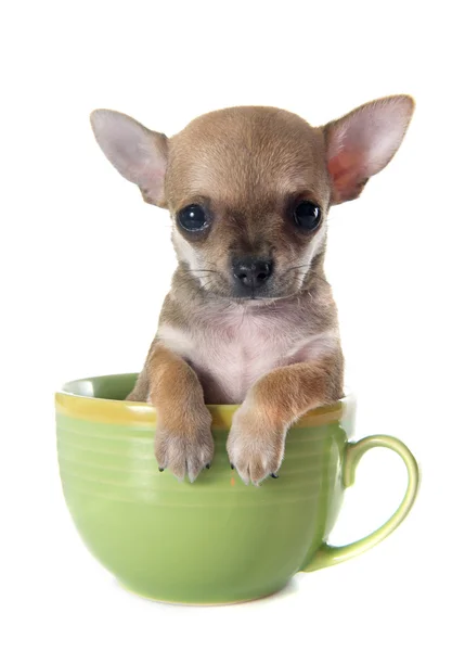 Puppy chihuahua in kom — Stockfoto