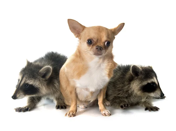 Mapache joven y chihuahua — Foto de Stock