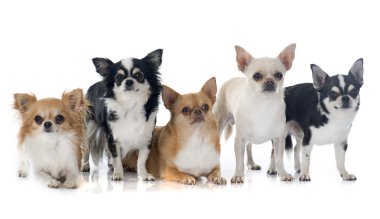 chihuahuas grubu