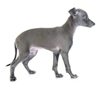 köpek yavrusu İtalyanca tazı