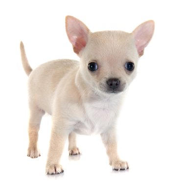 köpek chihuahua