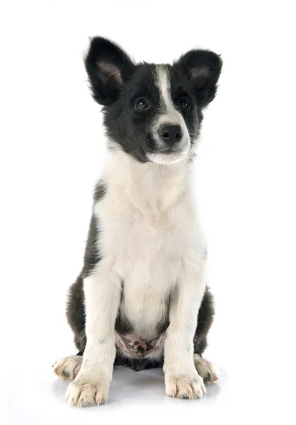 ボーダーコリーの子犬 — ストック写真