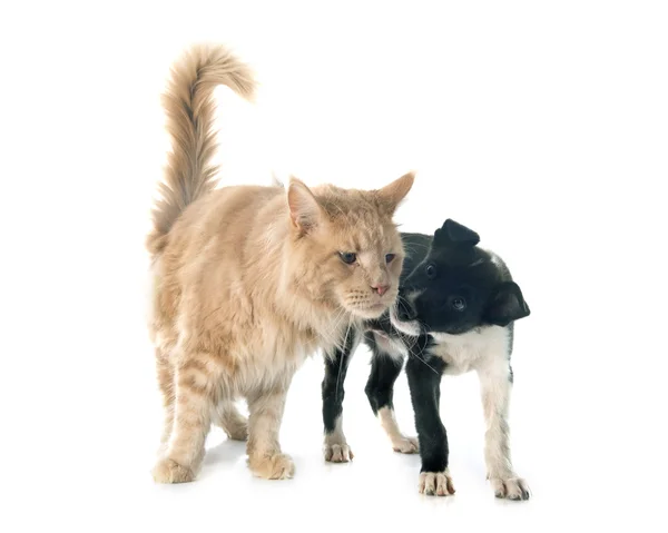 Puppy Bordercollie en maine coon — Stockfoto