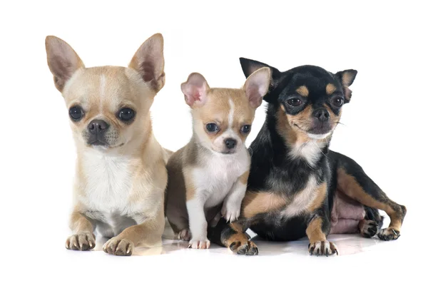 Valp och vuxen chihuahua — Stockfoto