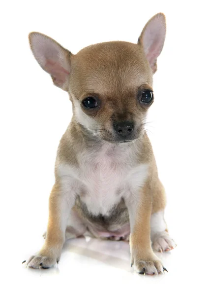 Puppy chihuahua — Stock Photo, Image