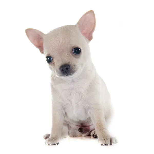 Filhote de cachorro Chihuahua — Fotografia de Stock