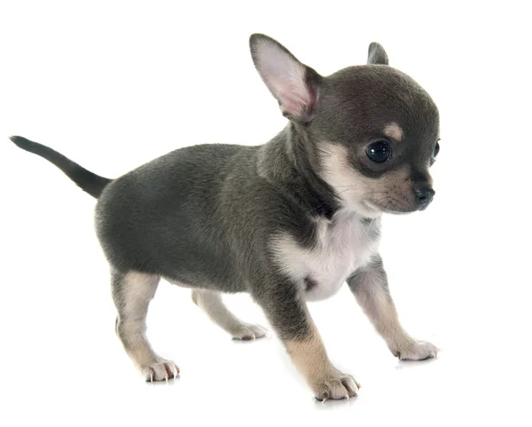 Cucciolo Chihuahua — Foto Stock