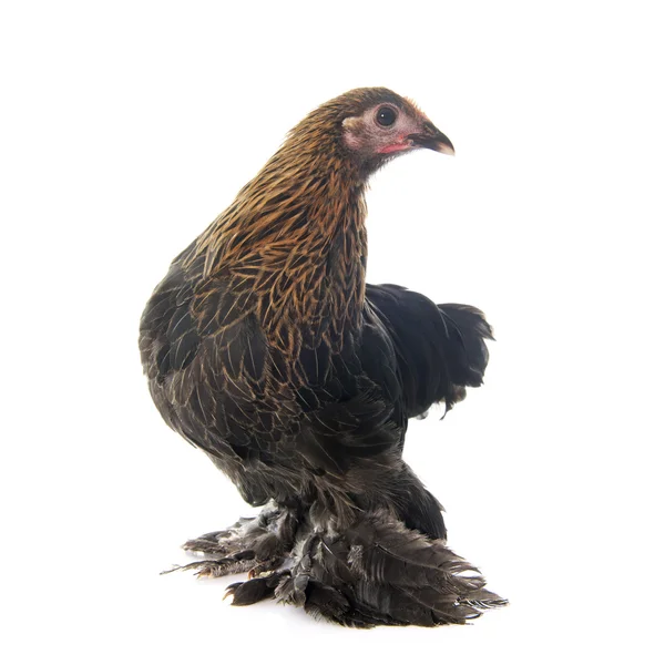 Pollo de Pekin —  Fotos de Stock