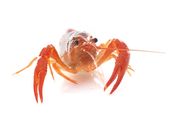 红色小龙虾 — 图库照片