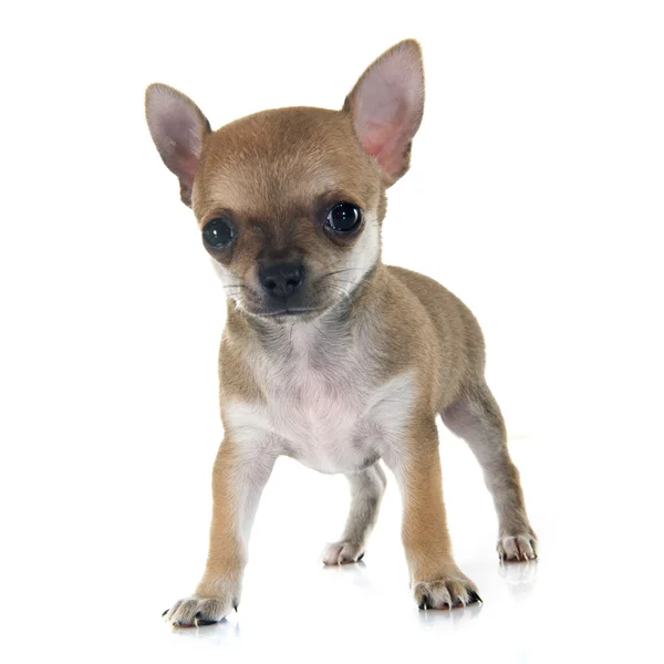 Puppy chihuahua Royalty Free Stock Images