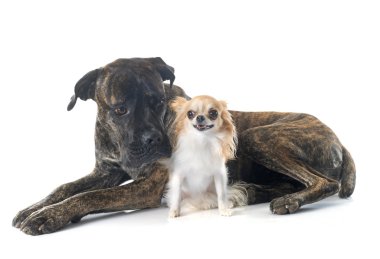 İtalyan mastiff ve chihuahua