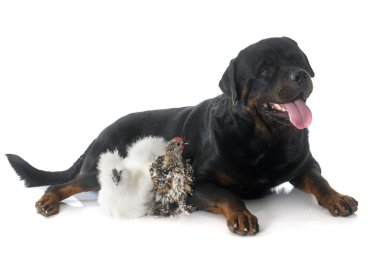rotweiler and chicken clipart