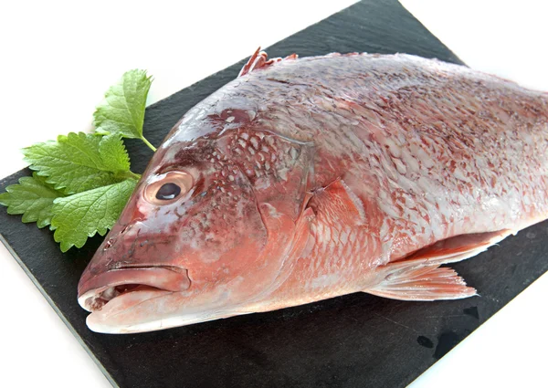 Pargo rojo — Foto de Stock