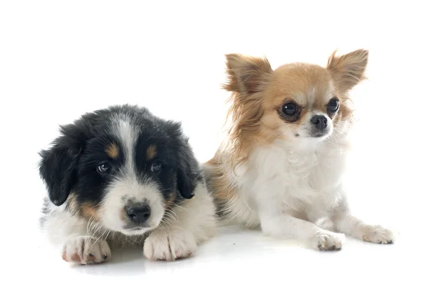 Cachorro pastor australiano e chihuahua — Fotografia de Stock