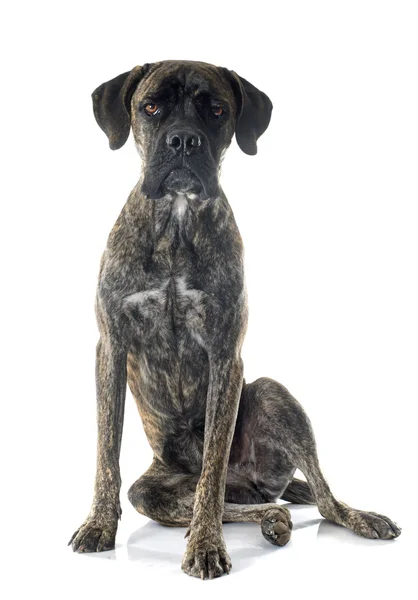 Italian mastiff — Stock Photo, Image