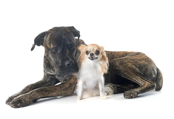 Italian mastiff and chihuahua — Stock Photo, Image