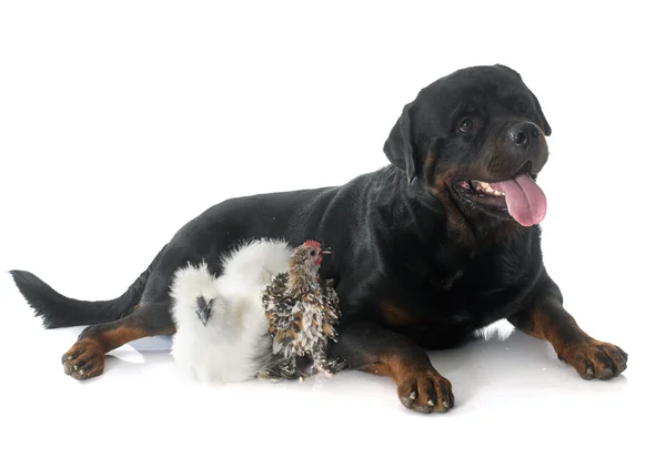 Rotweiler and chicken — Stock Photo, Image