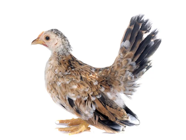 Serama chicken — Stok fotoğraf