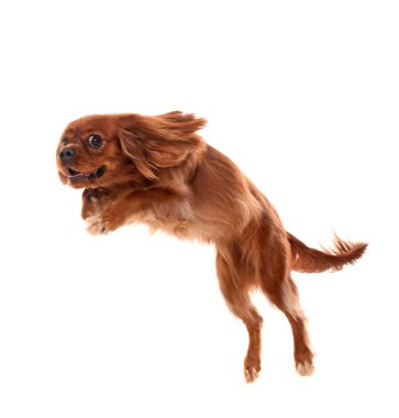 Beyaz arkaplan önünde süvari kral Charles