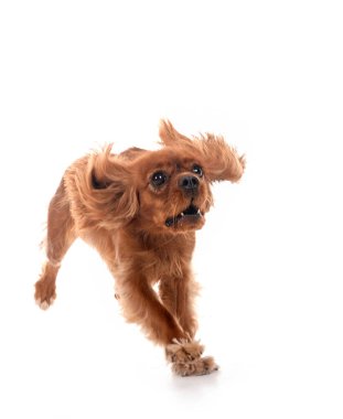 Beyaz arkaplan önünde süvari kral Charles