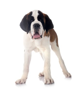 Yavru Saint Bernard beyaz arkaplanın önünde