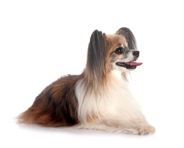 Beyaz arkaplan önünde papillon köpek