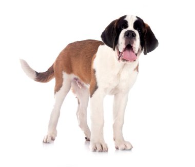 Yavru Saint Bernard beyaz arkaplanın önünde