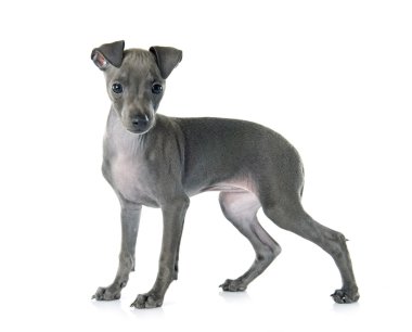 köpek yavrusu İtalyanca tazı
