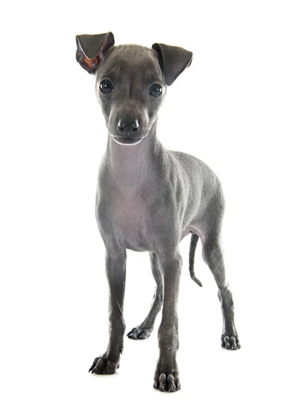 Cachorro galgo italiano — Foto de Stock