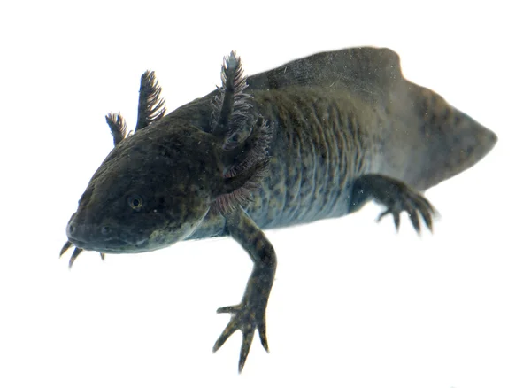 Svart axolotl — Stockfoto