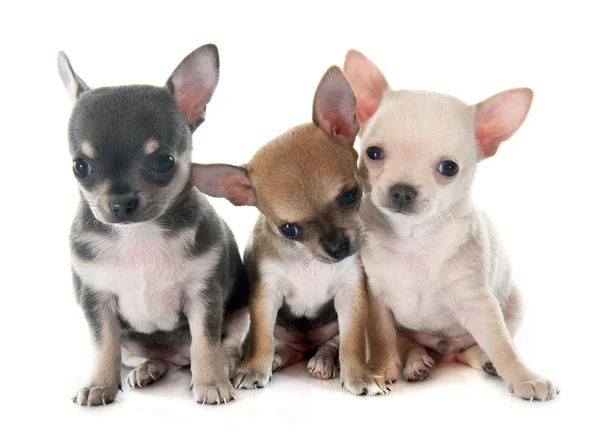 Filhotes de cachorro chihuahua — Fotografia de Stock