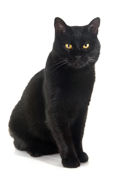 Gato negro — Foto de Stock