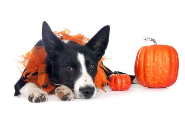 Beyaz arkaplan önünde genç sınır çobanı