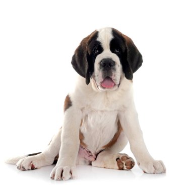 Saint bernard beyaz arka plan önünde